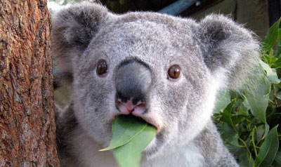 4d43d2863a700b915de338f3fafa2b31